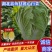 湖北咸宁嘉鱼县白菜精品黄心白菜大量上市产地直供量大从优