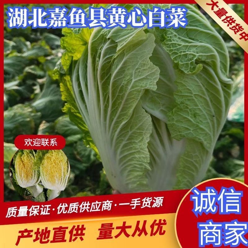 湖北咸宁嘉鱼县白菜精品黄心白菜大量上市产地直供量大从优