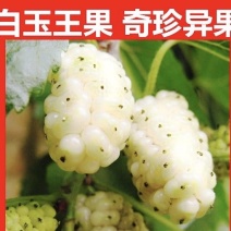 白玉王桑树苗保湿发货死苗立补假苗立赔技术指导