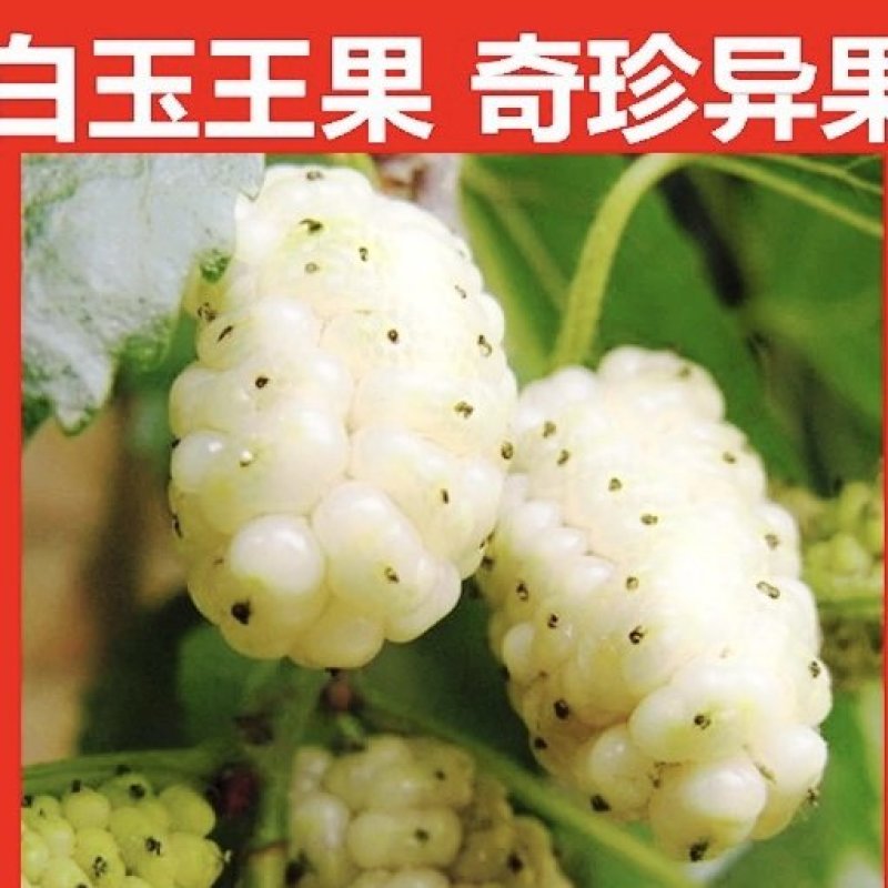白玉王桑树苗保湿发货死苗立补假苗立赔技术指导