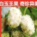 白玉王桑树苗保湿发货死苗立补假苗立赔技术指导