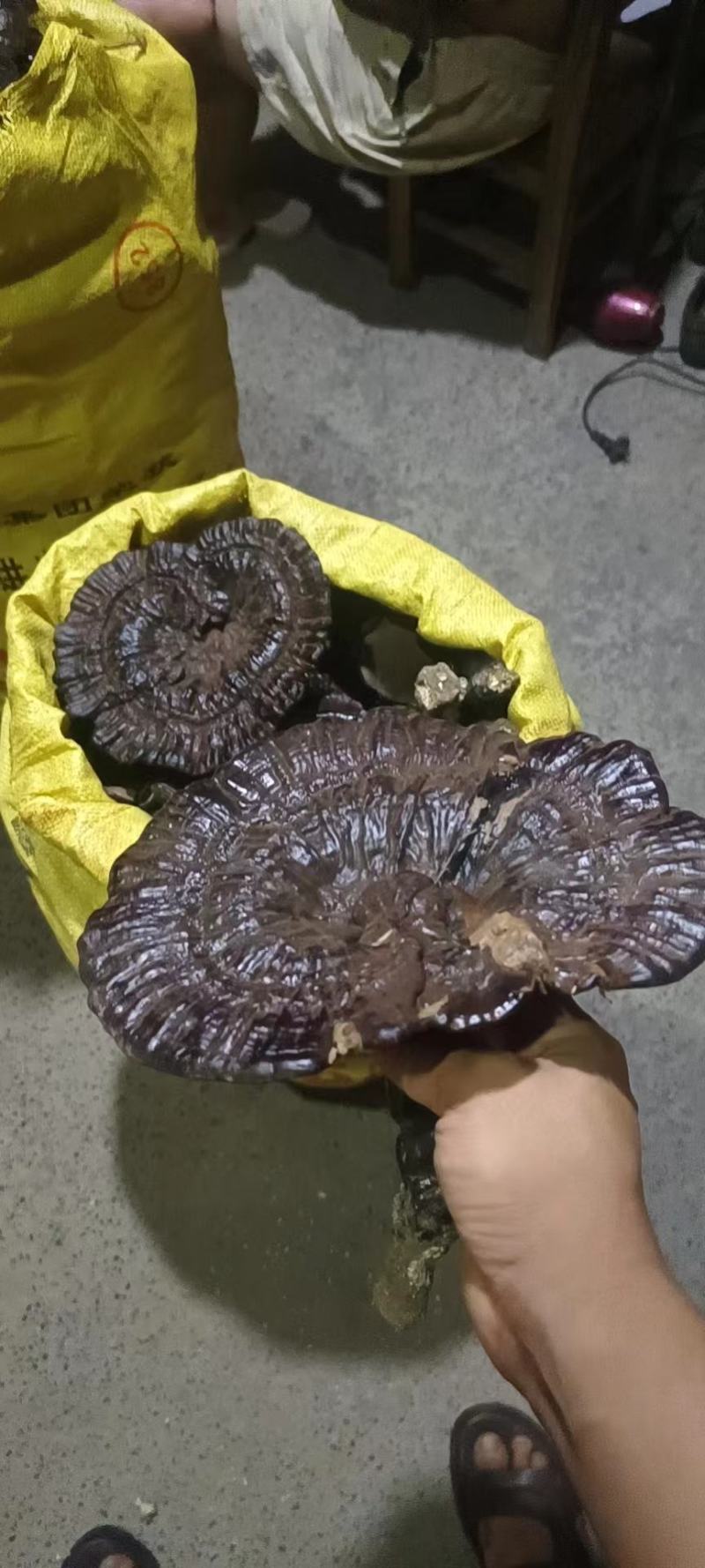 野生紫灵芝，广西原生态林下野生灵芝第二代可线上支付