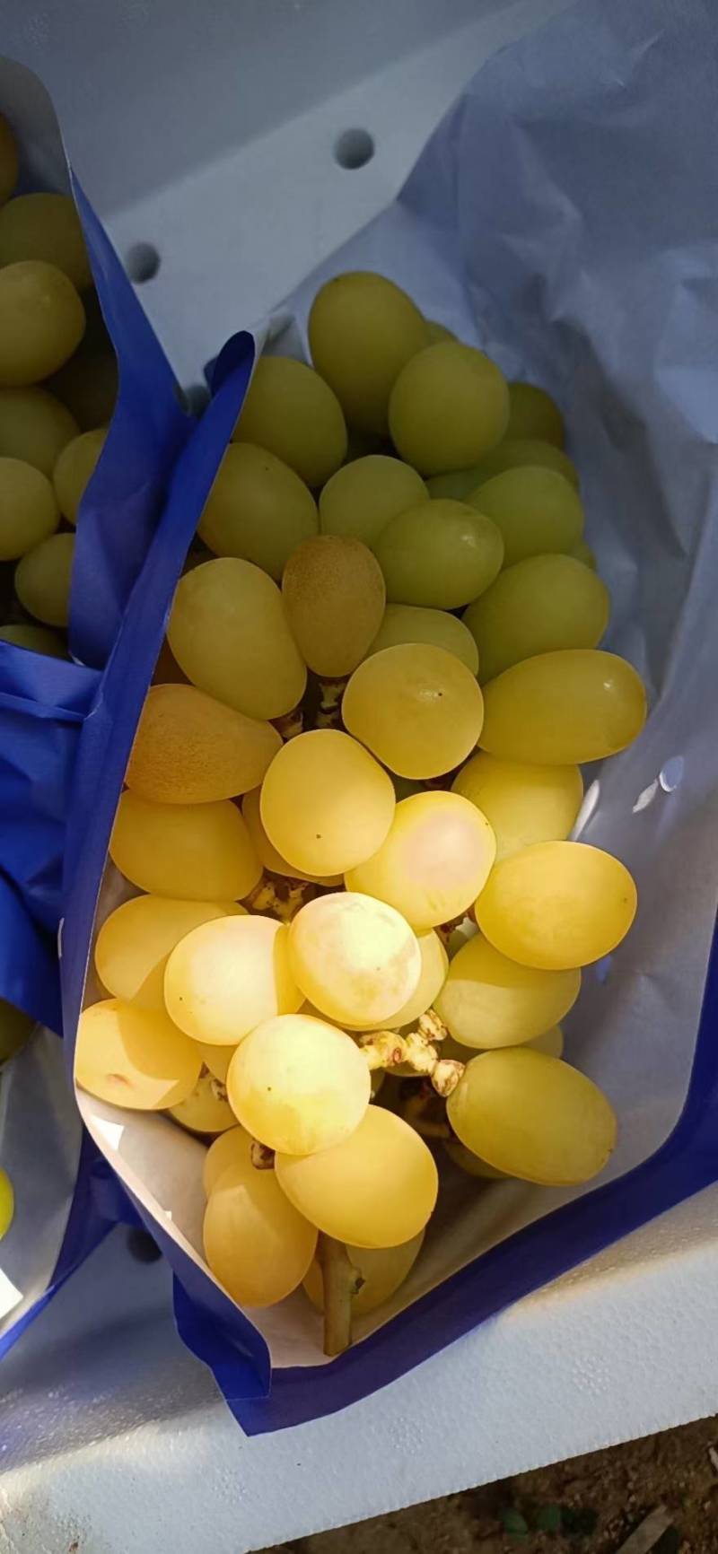 黄金密夏黑占木嫁接苗基地直发纯度保证无中介提供种植技术