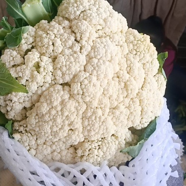 甘肃散花上市了一手货源，需要的老板随时联系