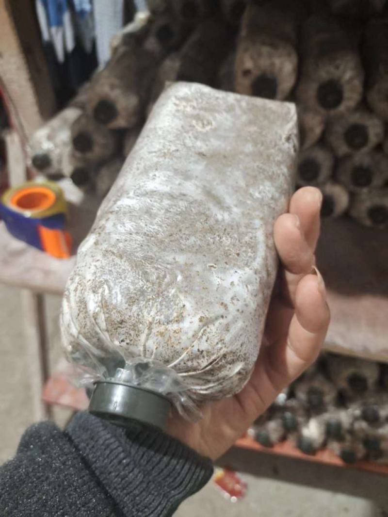 广西桂林紫灵芝菌种批发，段木木屑都能种灵芝菌种