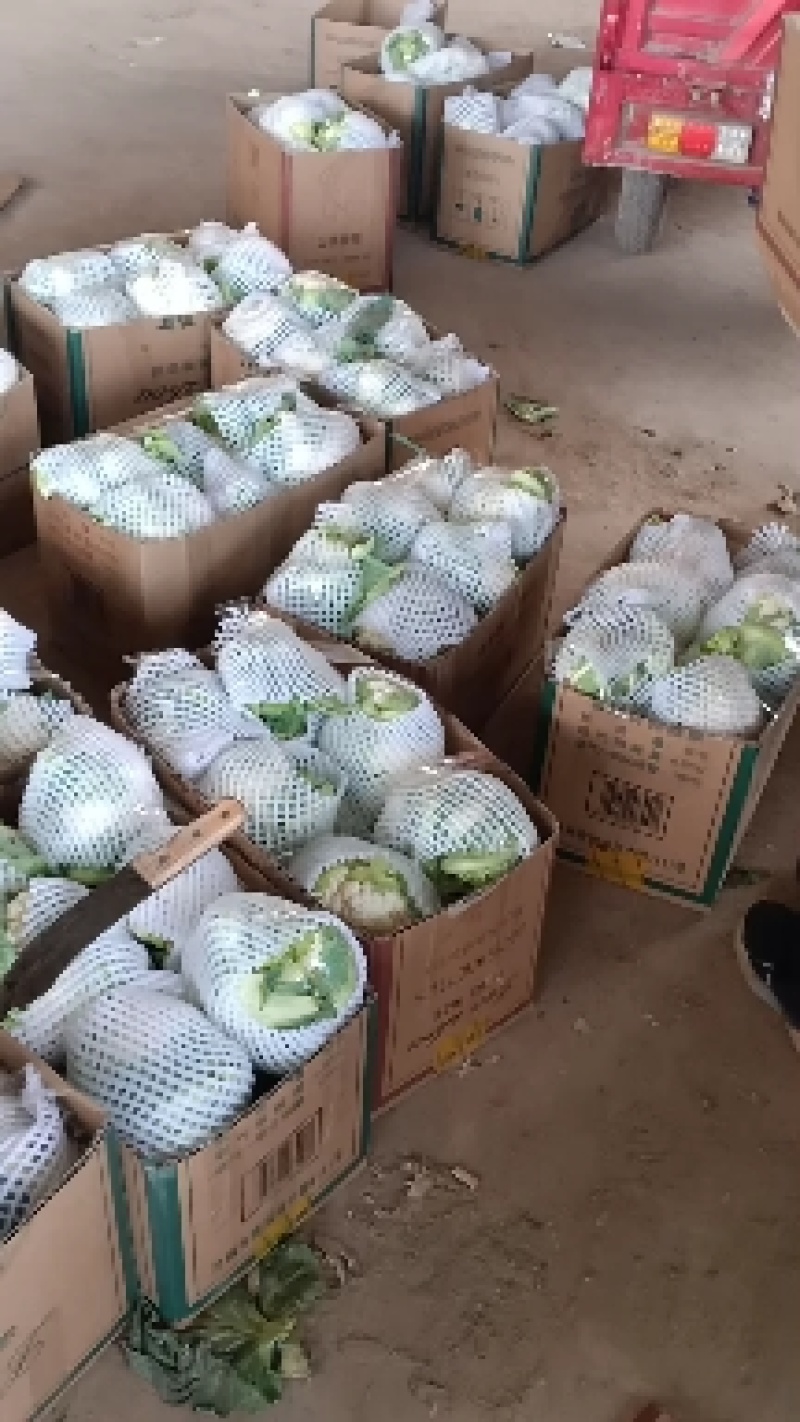 甘肃散花上市了一手货源，需要的老板随时联系