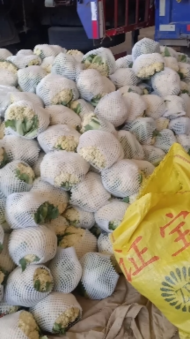 甘肃散花上市了一手货源，需要的老板随时联系