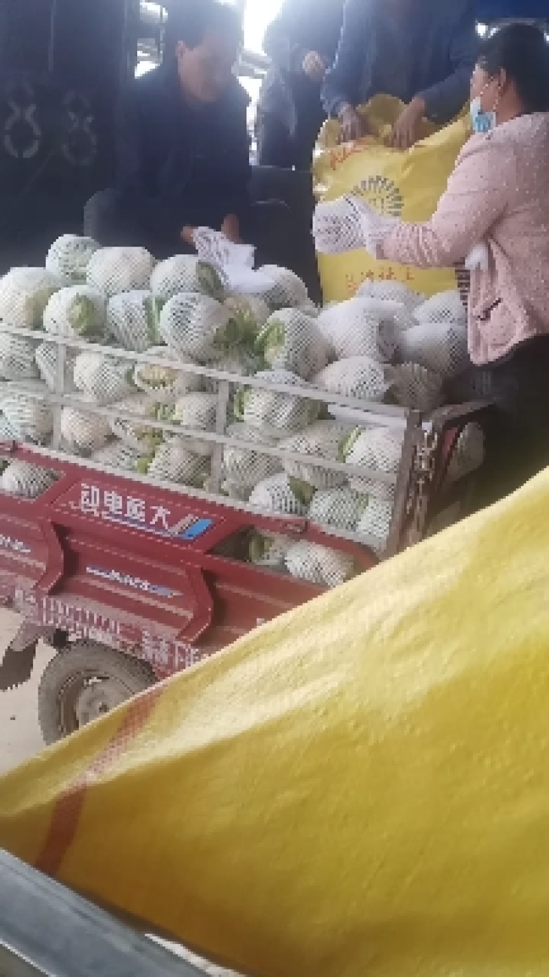 甘肃散花上市了一手货源，需要的老板随时联系