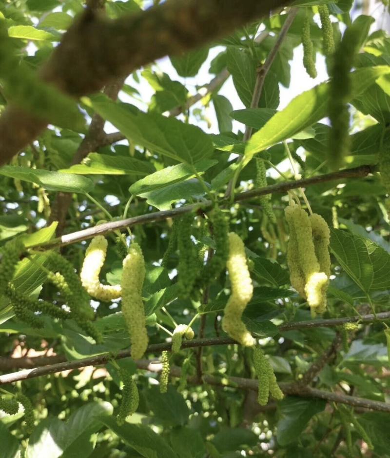 白长果桑香金葚苗保湿发货死苗立补假苗立赔技术指导
