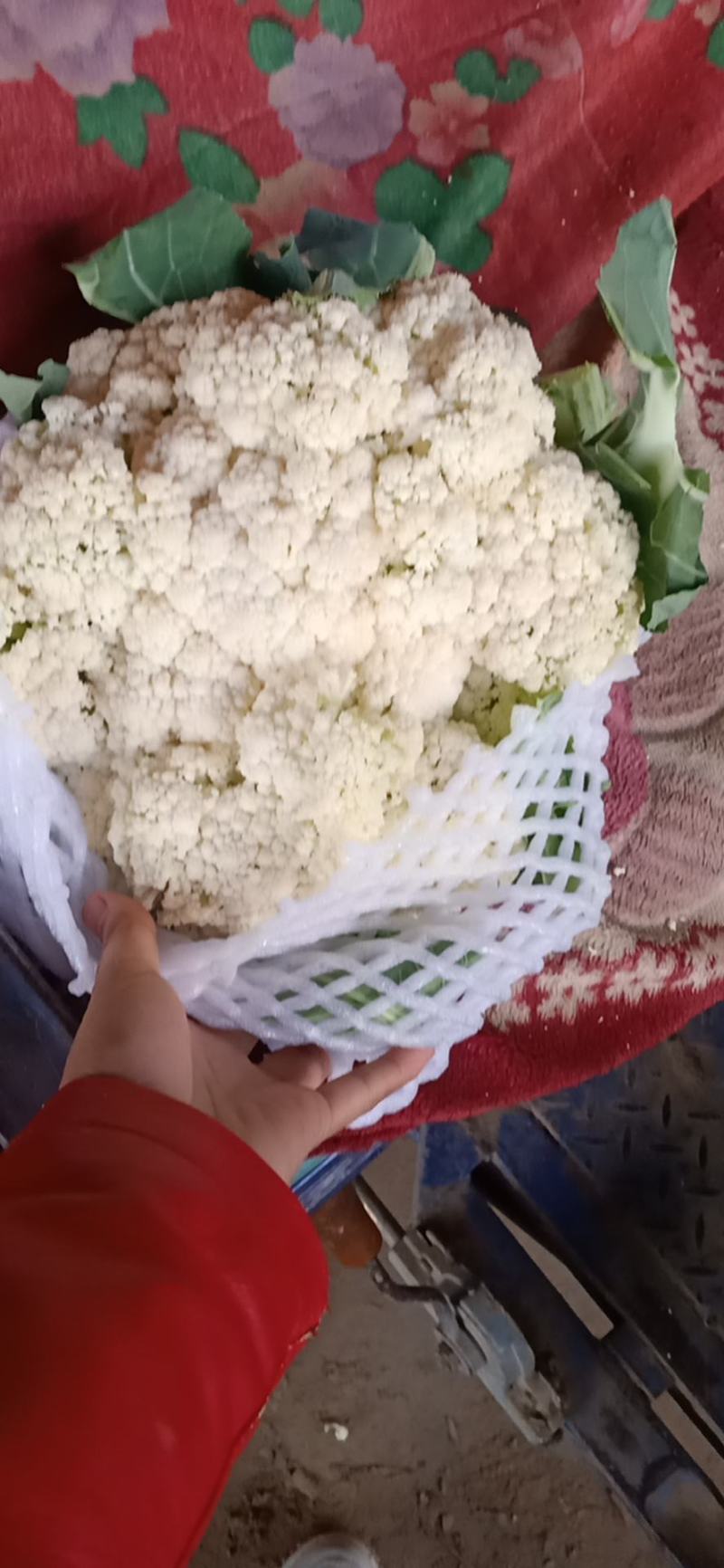 甘肃散花上市了一手货源，需要的老板随时联系