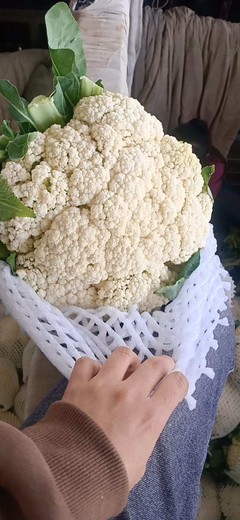 甘肃散花上市了一手货源，需要的老板随时联系