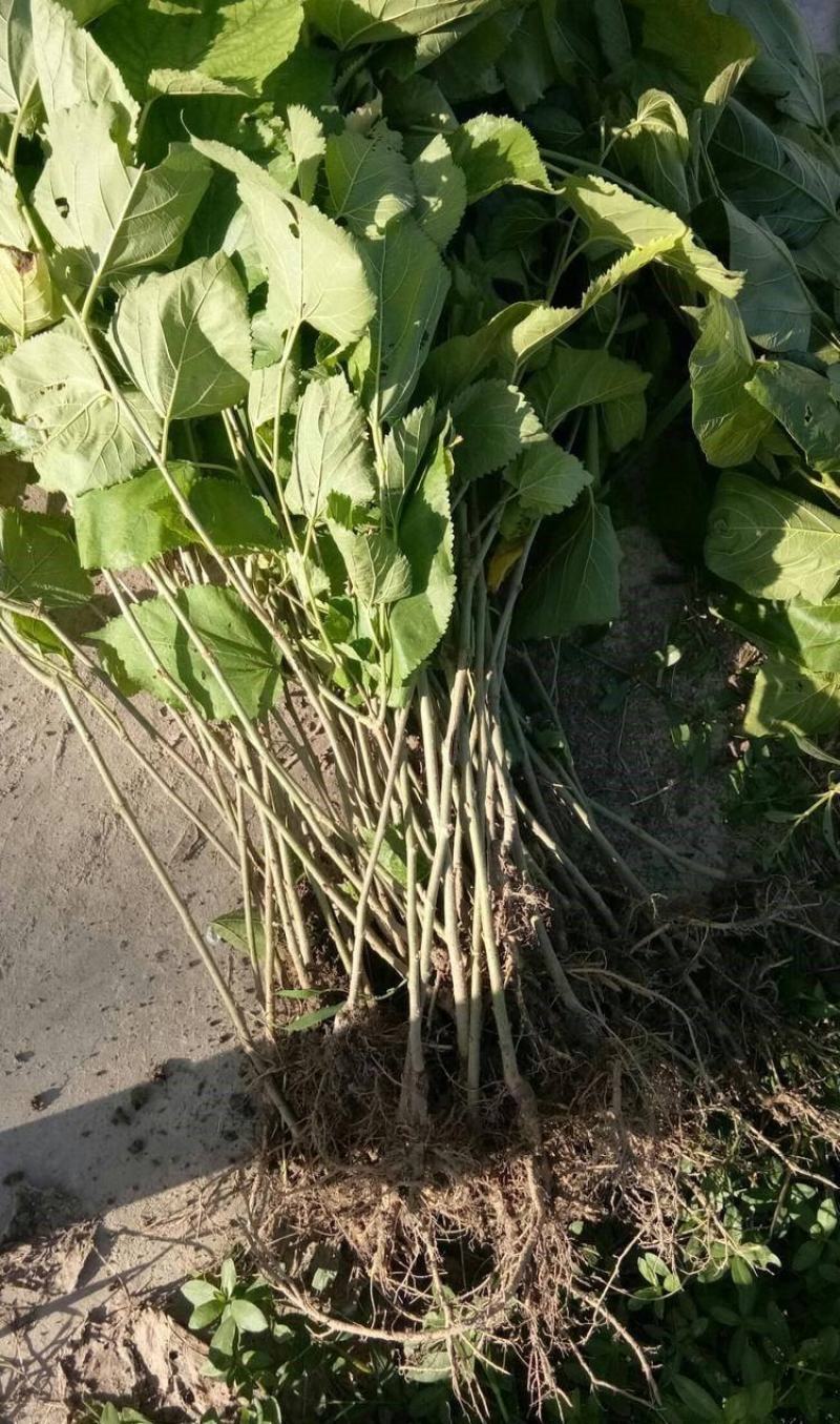 白长果桑香金葚苗保湿发货死苗立补假苗立赔技术指导