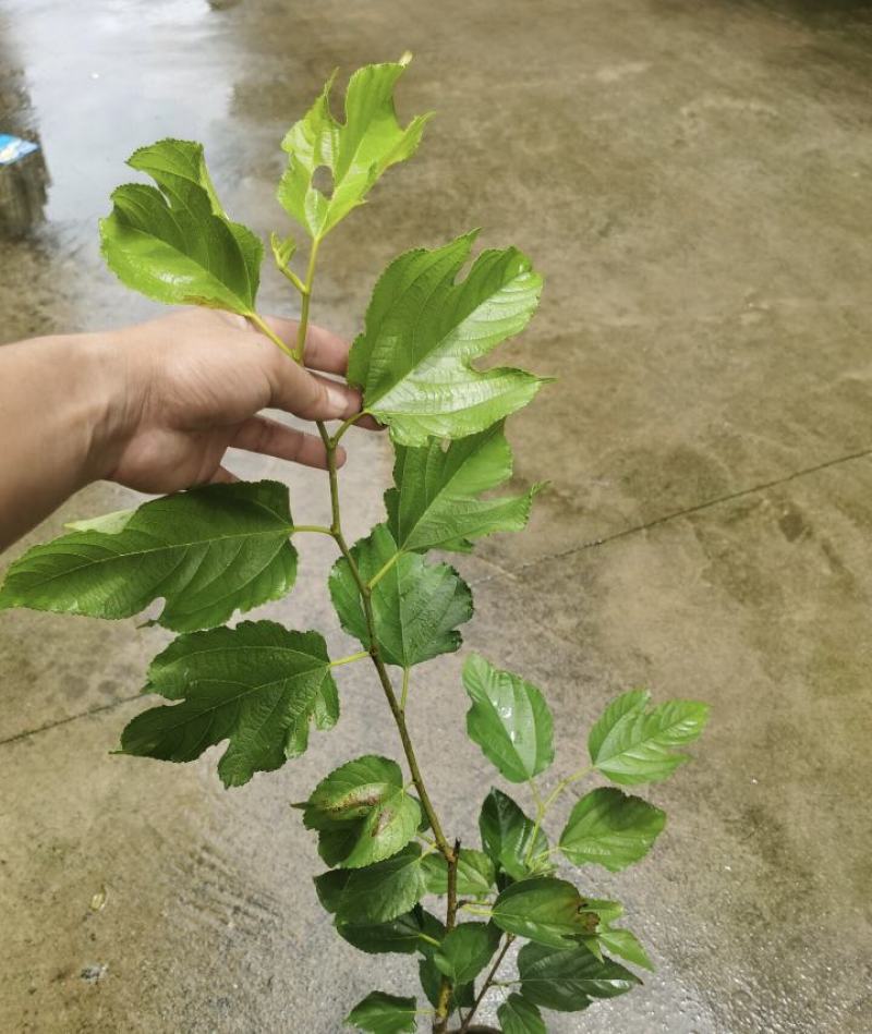 垂枝桑苗保湿发货死苗立补假苗立赔技术指导