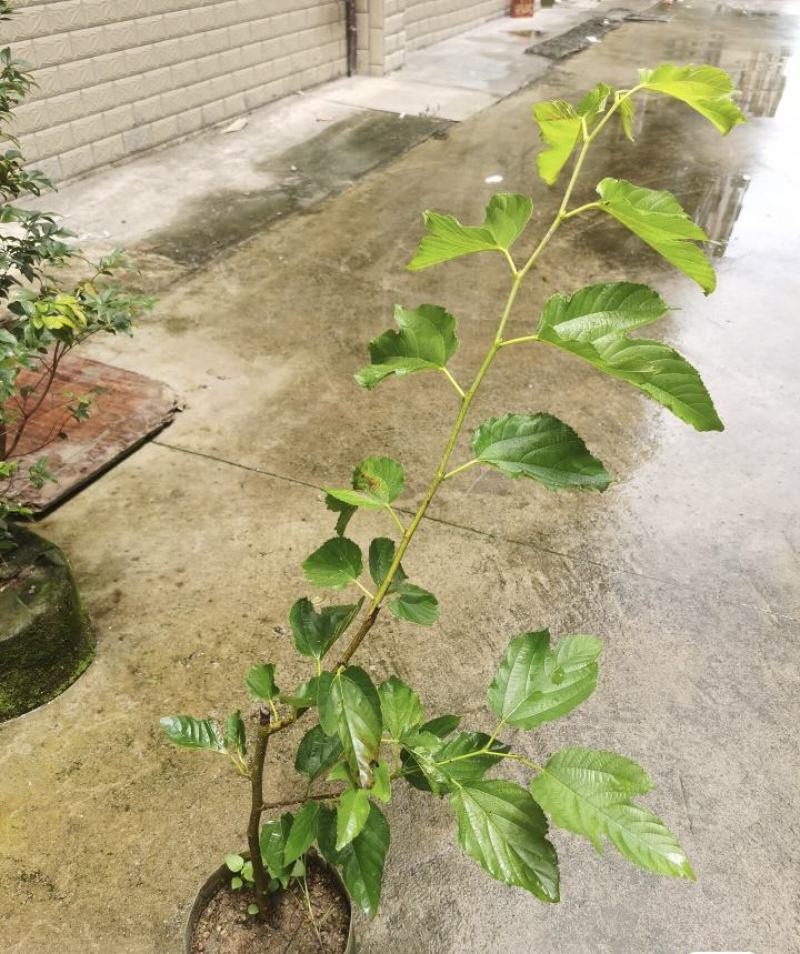 垂枝桑苗保湿发货死苗立补假苗立赔技术指导