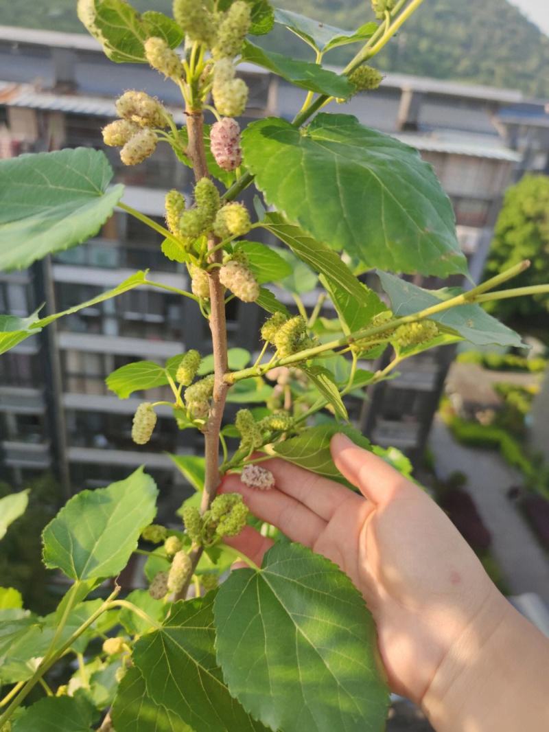 垂枝桑苗保湿发货死苗立补假苗立赔技术指导