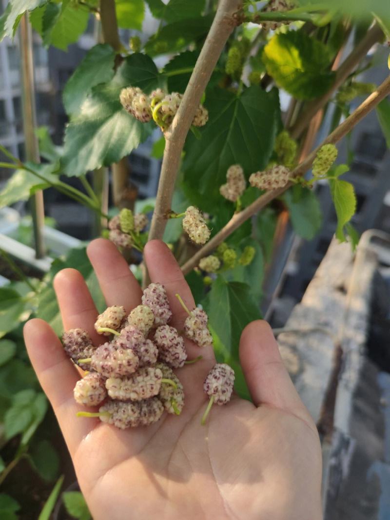 黑珍珠桑树苗保湿发货死苗立补假苗立赔技术指导