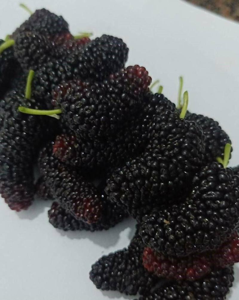 无籽大十果桑苗保湿发货死苗立补假苗立赔技术指导