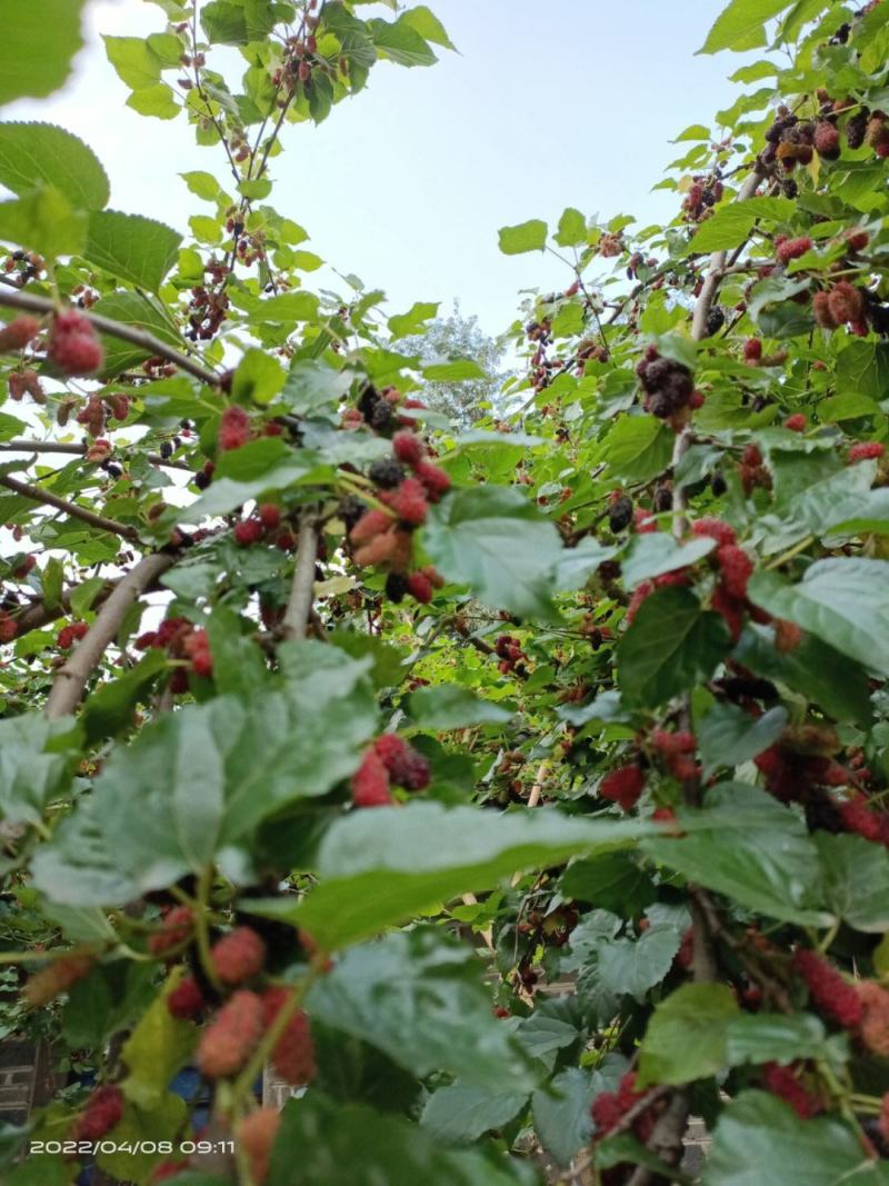 无籽大十果桑苗保湿发货死苗立补假苗立赔技术指导