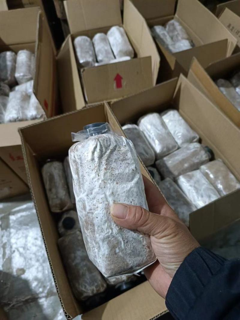 广西桂林野生黑灵芝生料灵芝菌种，直接打孔种植不用高温消度