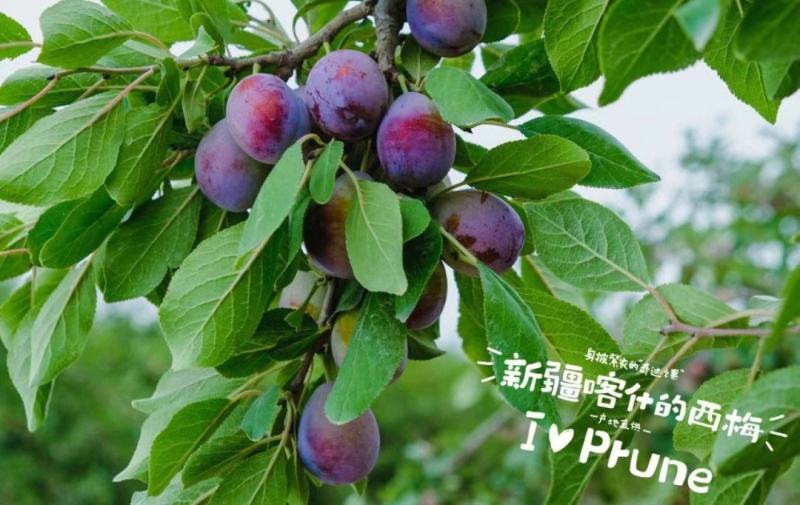 红喜梅苗保湿发货死苗立补假苗立赔技术指导