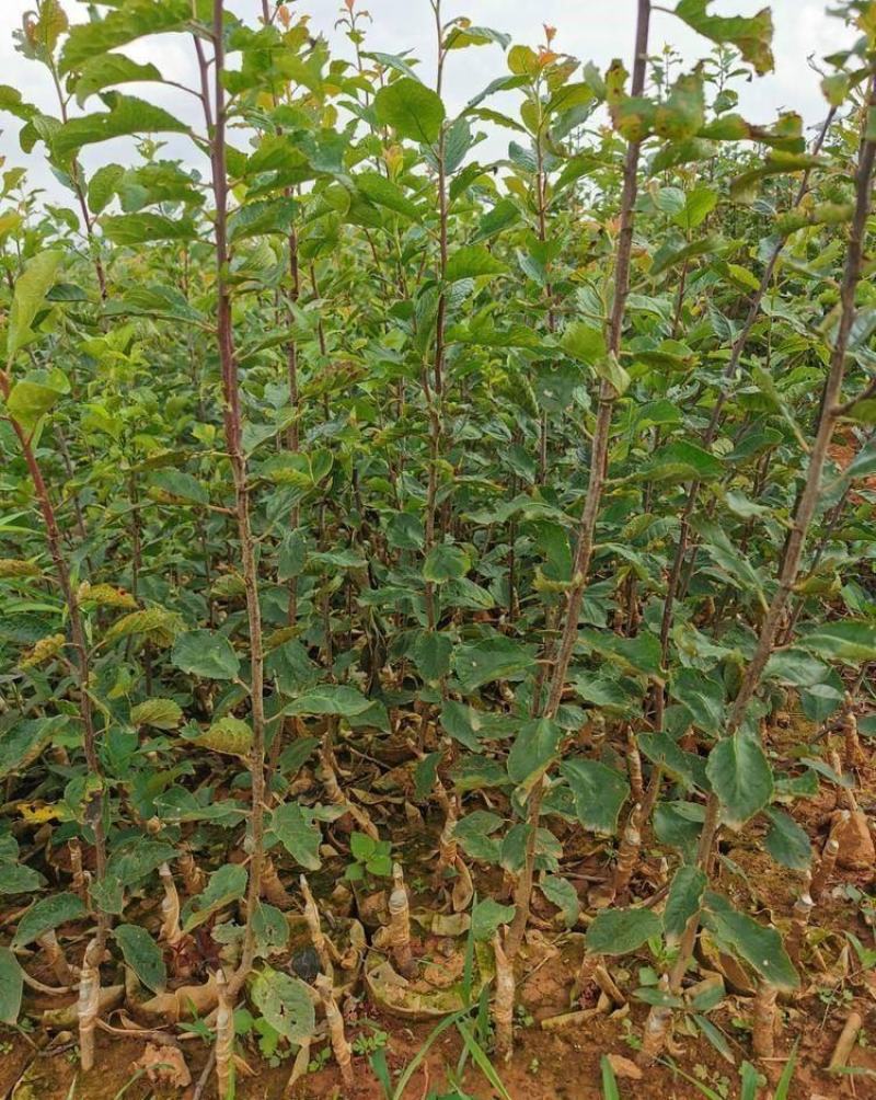 红喜梅苗保湿发货死苗立补假苗立赔技术指导
