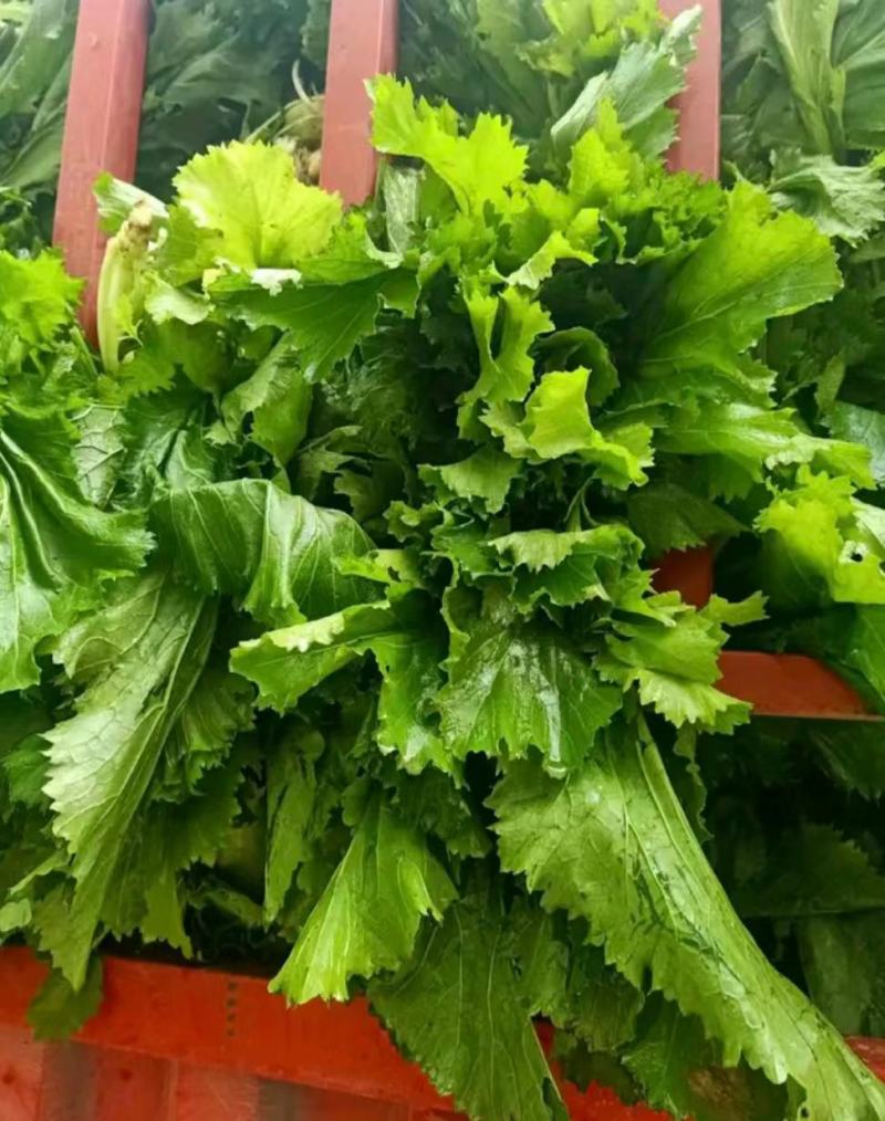 雪里红芥菜，大量上市中合作共赢，，，，，，