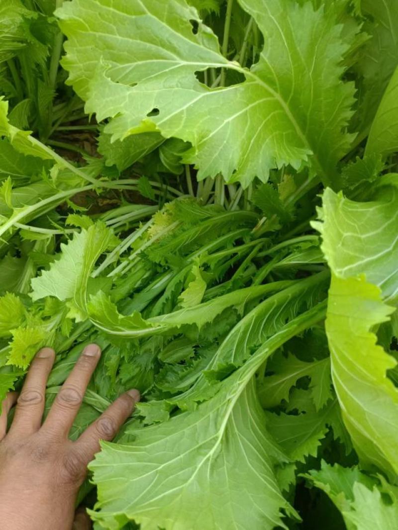 雪里红芥菜，大量上市中合作共赢，，，，，，