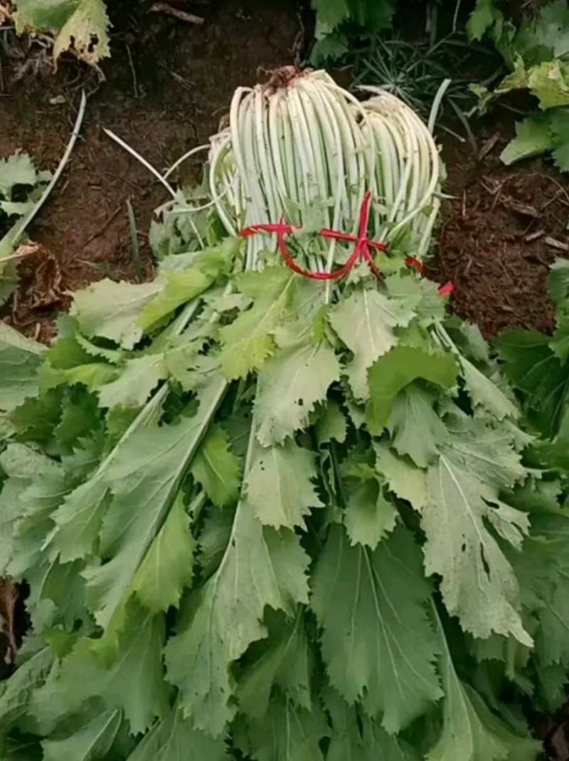 雪里红芥菜，大量上市中合作共赢，，，，，，