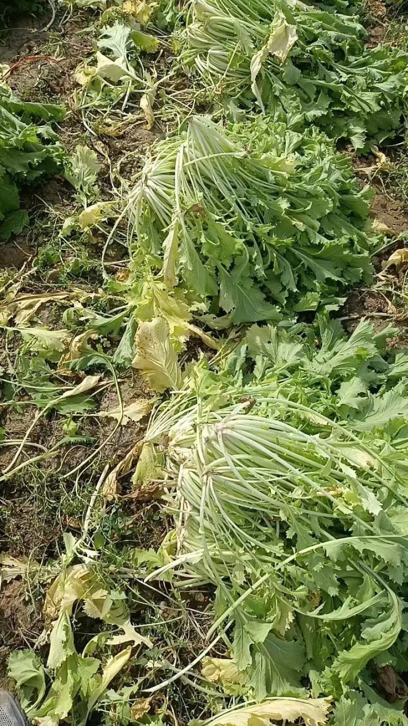 雪里红芥菜，大量上市中合作共赢，，，，，，