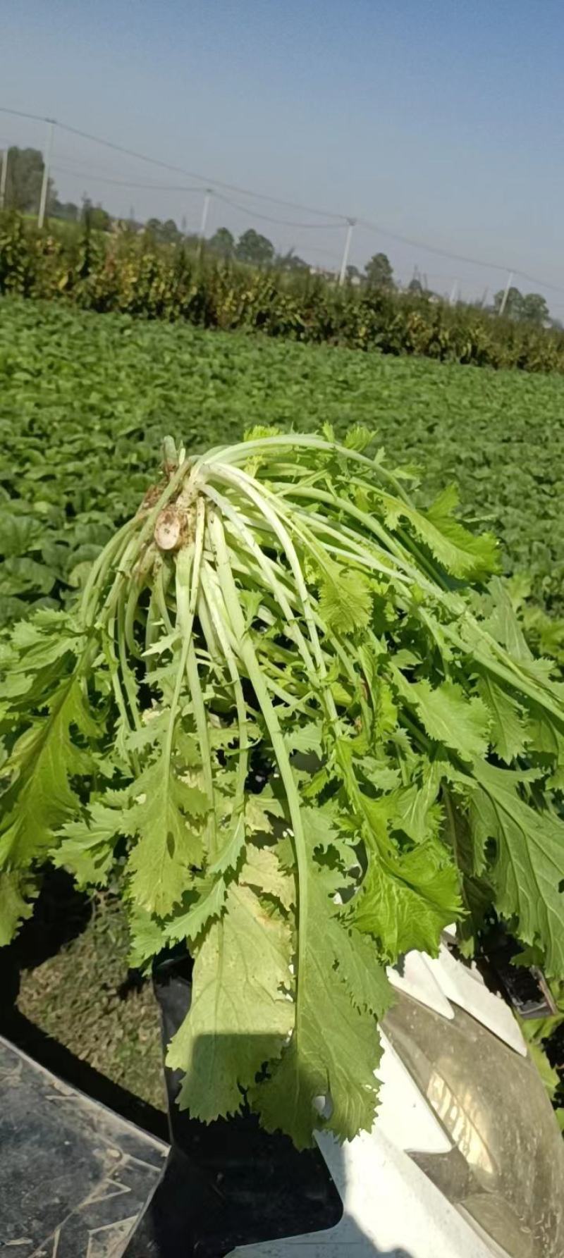 雪里红芥菜，大量上市中合作共赢，，，，，，