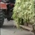 雪里红芥菜，大量上市中合作共赢，，，，，，