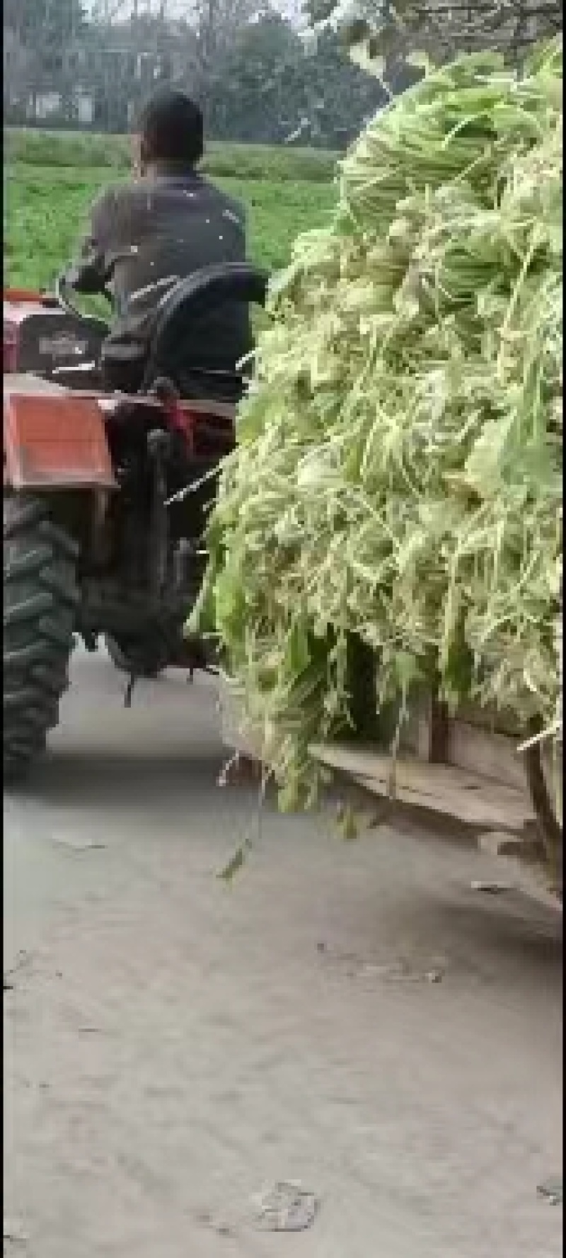 雪里红芥菜，大量上市中合作共赢，，，，，，