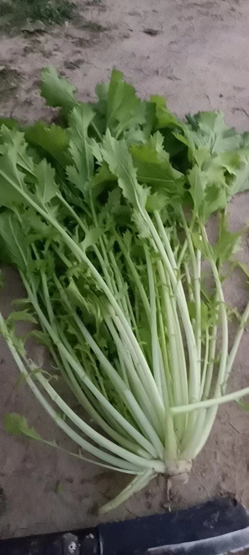 雪里红芥菜，大量上市中合作共赢，，，，，，