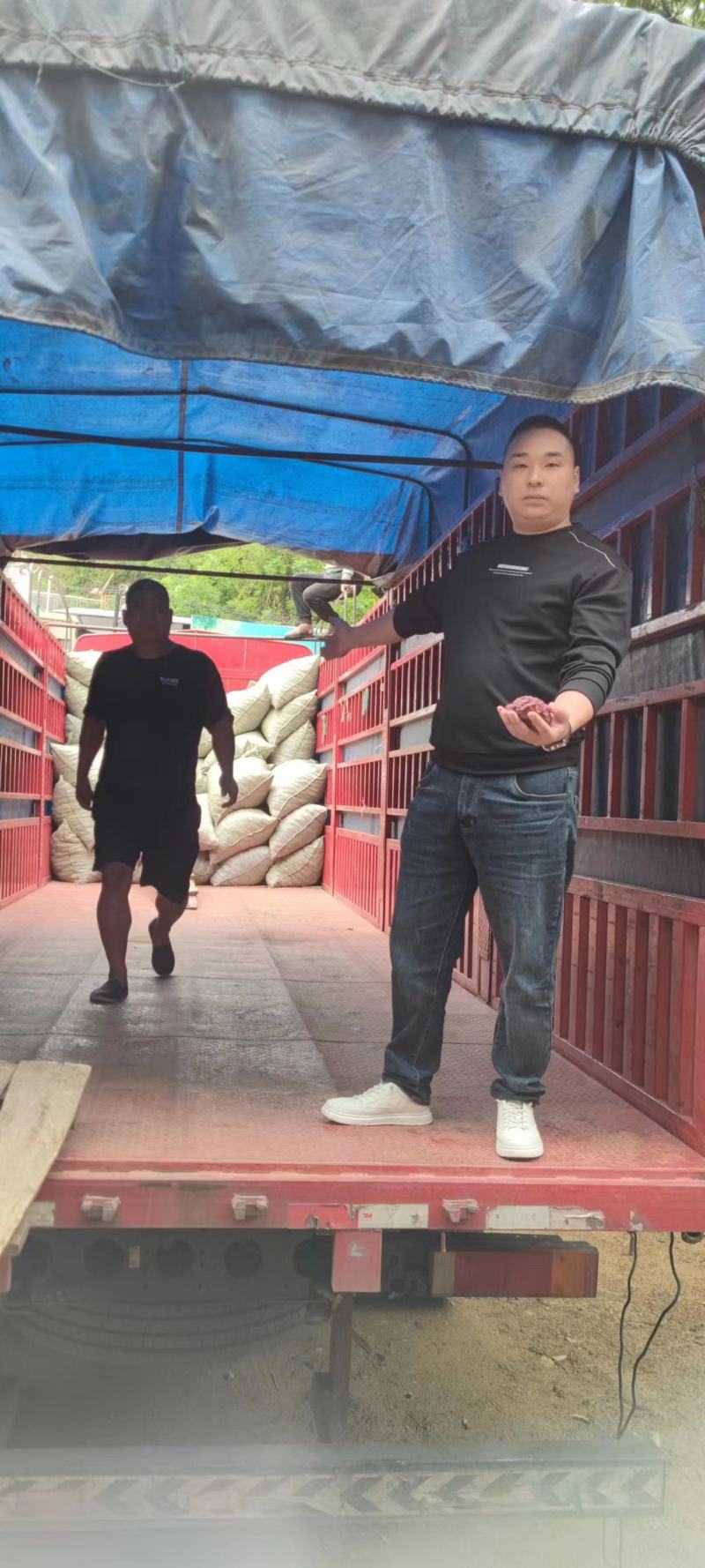皱皮木瓜，四川达州一手货源，个头匀称，质量好，欢迎来电