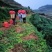 云南高山生姜