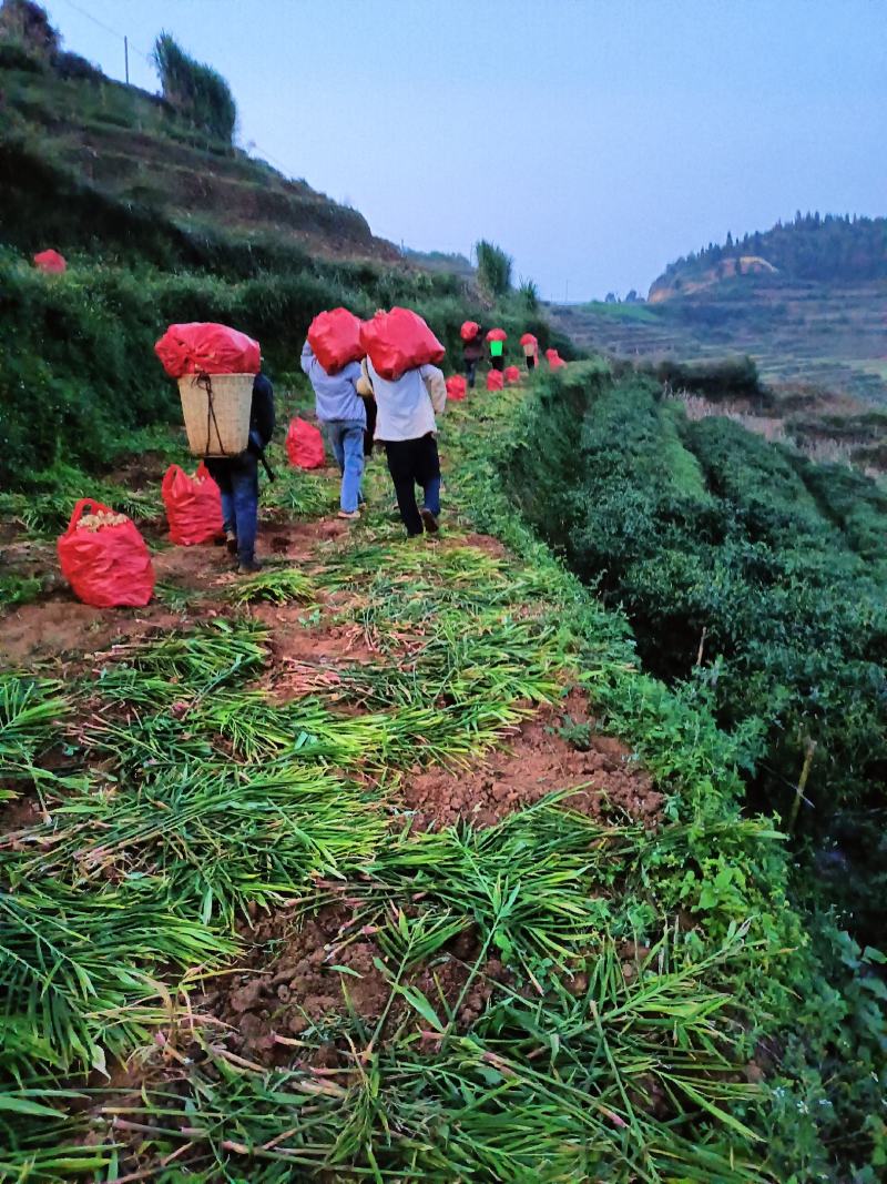 云南高山生姜