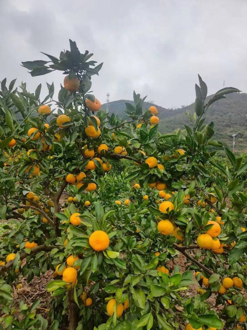 【柑桔】早熟蜜橘产地批发皮薄口感甜对接批发电商可视频