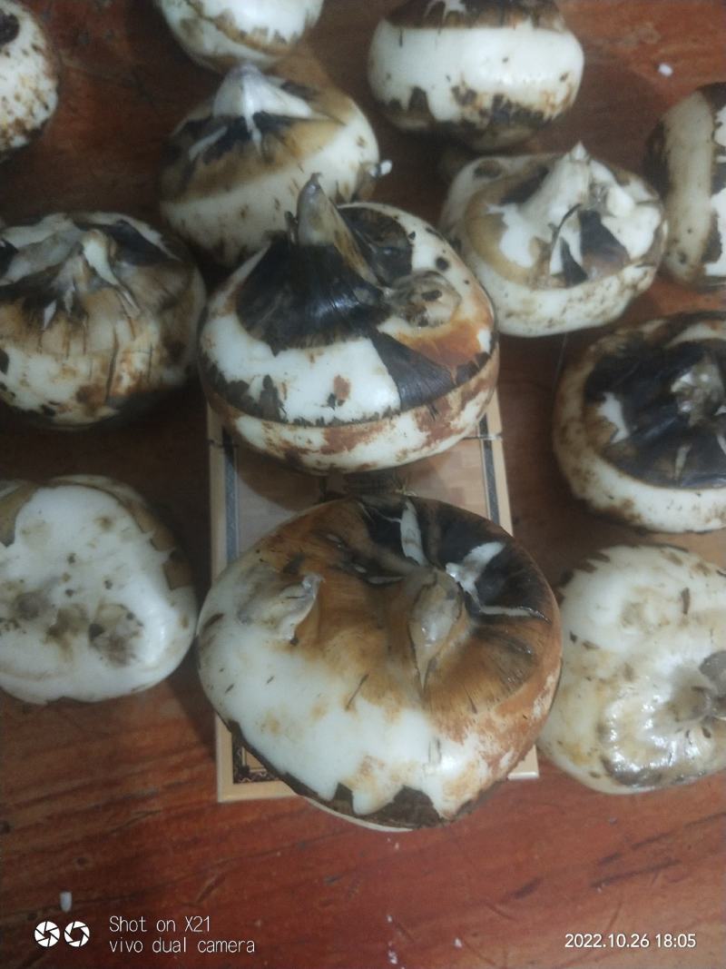 广西钟山精品荸荠马蹄桂蹄三号产地直发货量充足量大