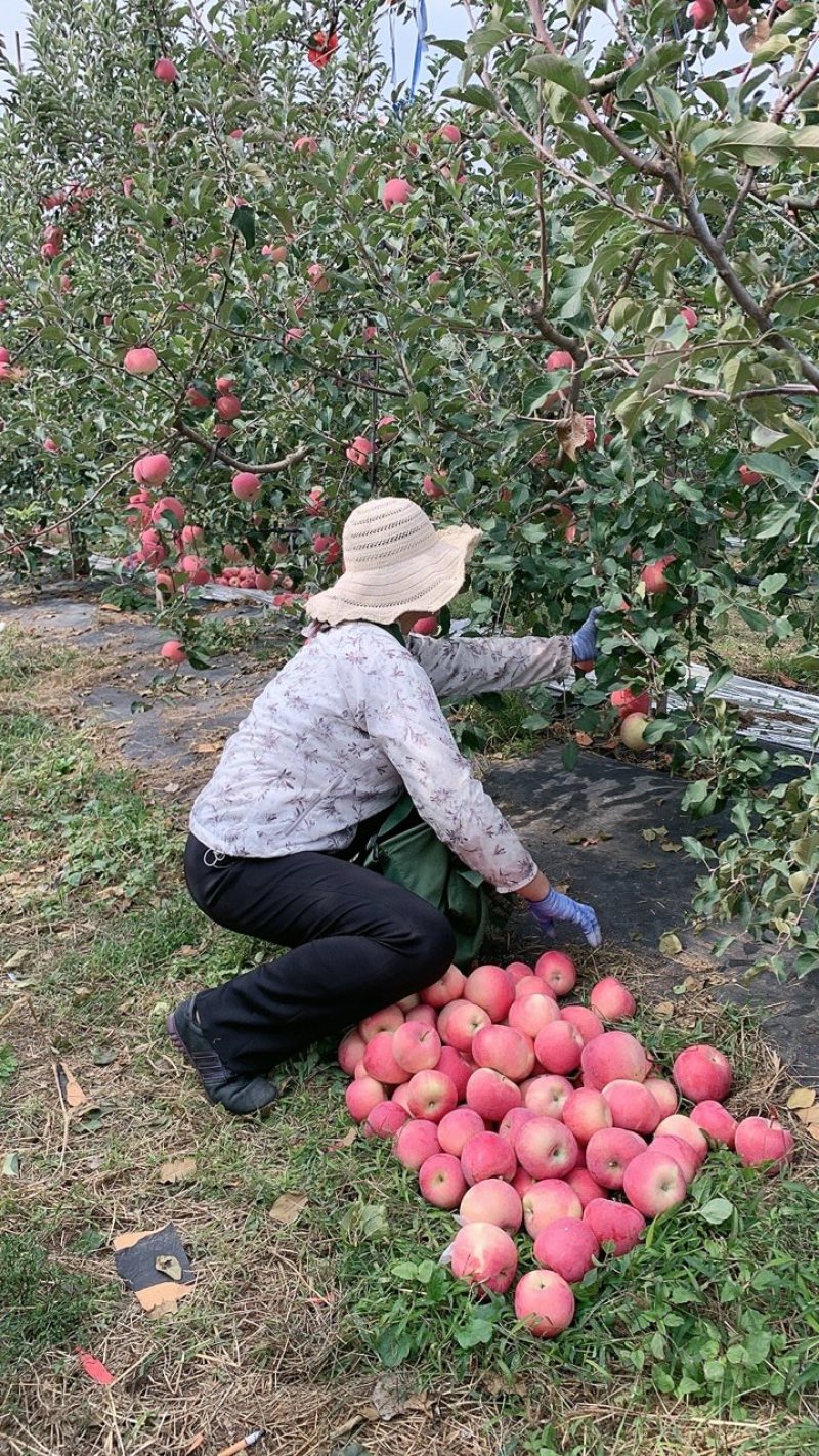 山东纸袋红富士苹果条红片红口感脆甜货源充足