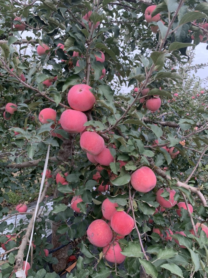 山东纸袋红富士苹果条红片红口感脆甜货源充足