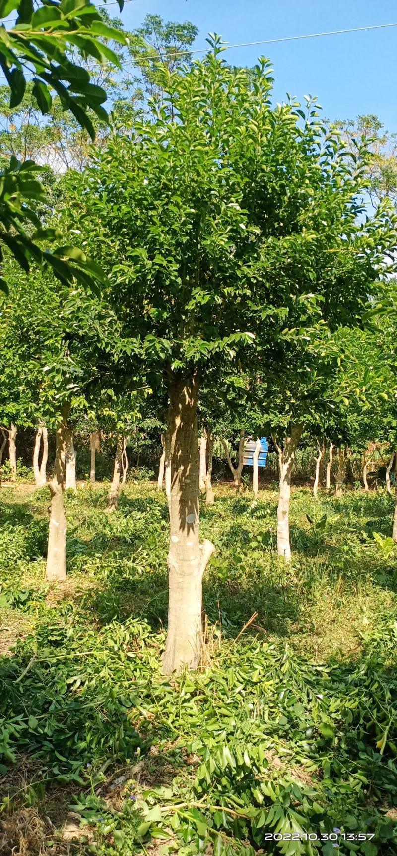 铁冬青风景树城市街道小区专用:绿化