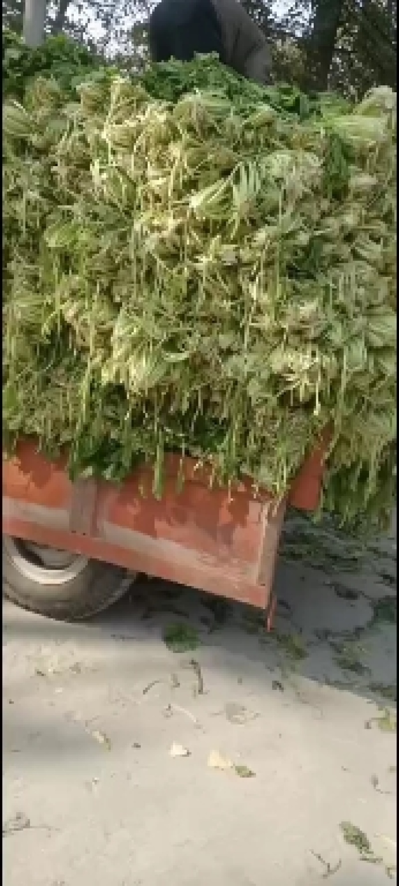 雪里红，大量上市中，基地量大，，，，，