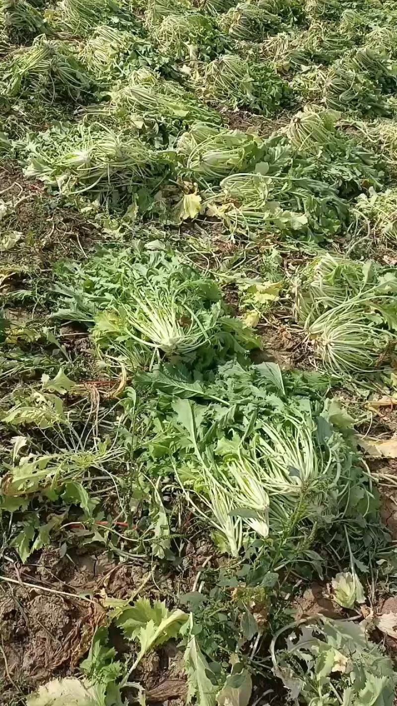 雪里红，大量上市中，基地量大，，，，，