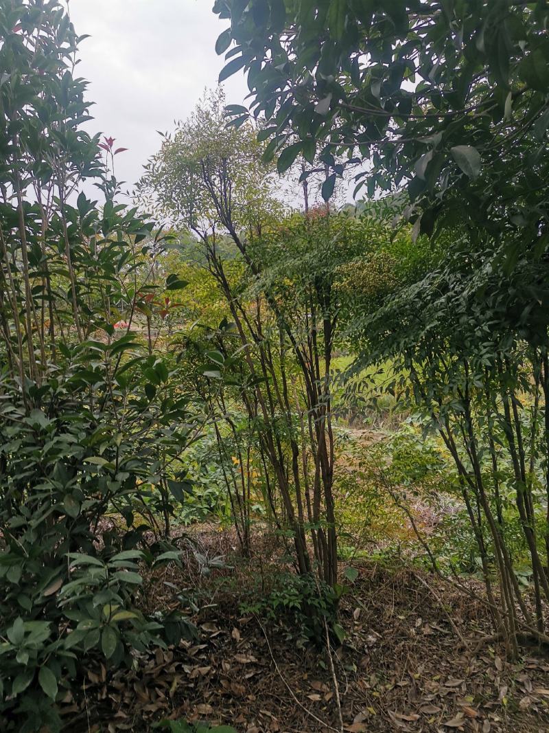 【南天竹】南天竹窝子高1米5以上基地批发量大从优