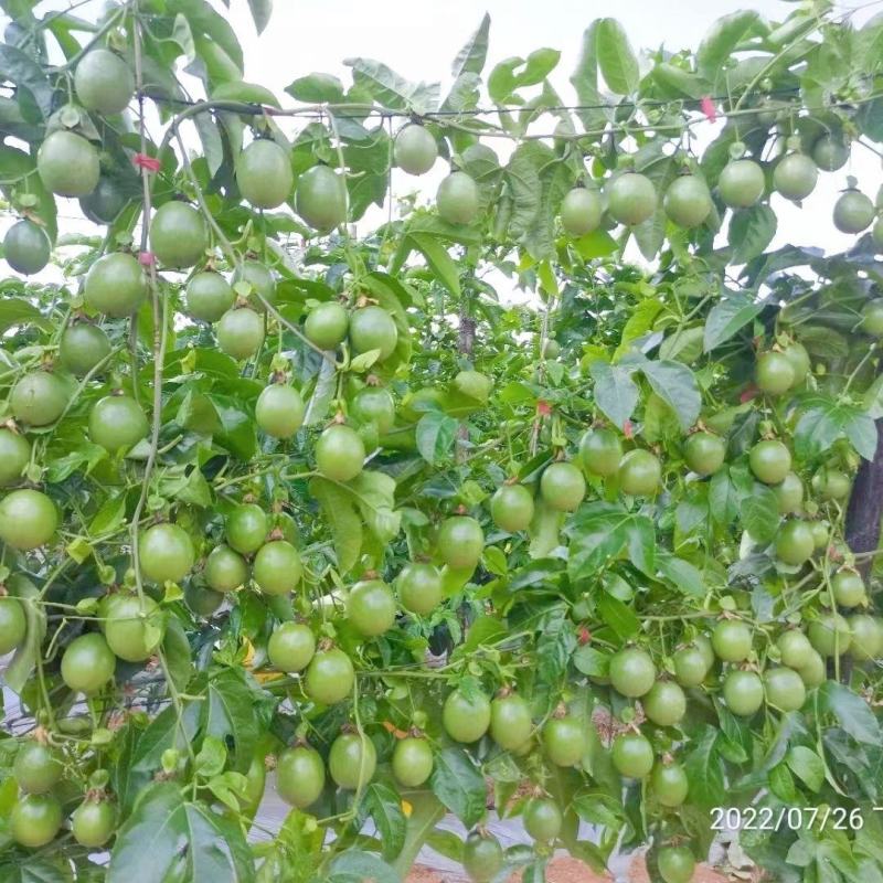 新品种金霸黄金百香果苗1个2斤庭院种植盆栽南北方种植