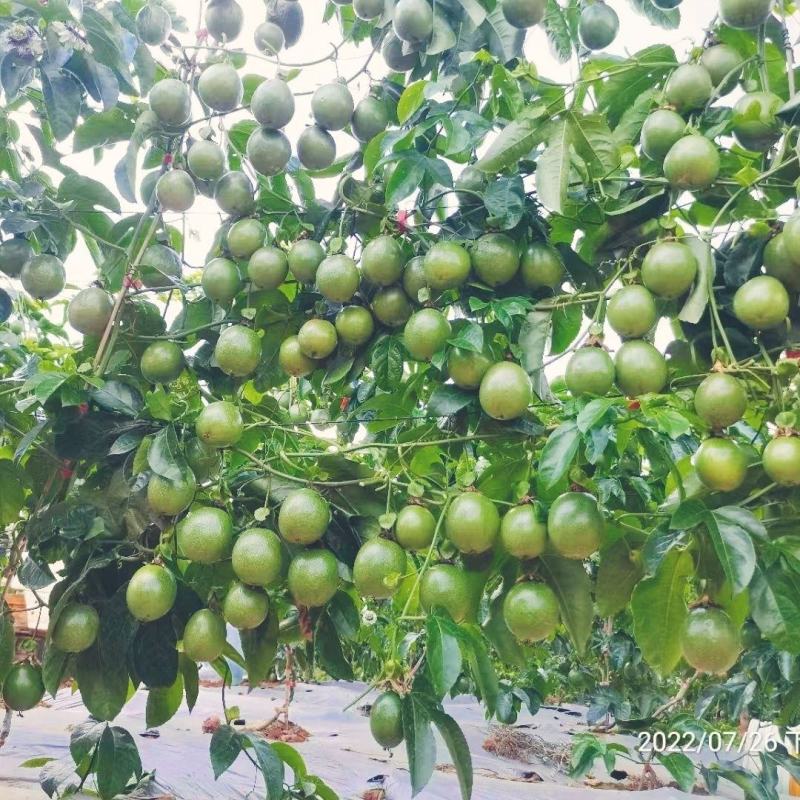 新品种金霸黄金百香果苗1个2斤庭院种植盆栽南北方种植