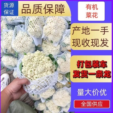 精品散花精品菜花加工厂商超量大质优产地直发