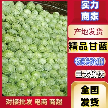 河北甘蓝产地发货品质保证欢迎联系接商超市场