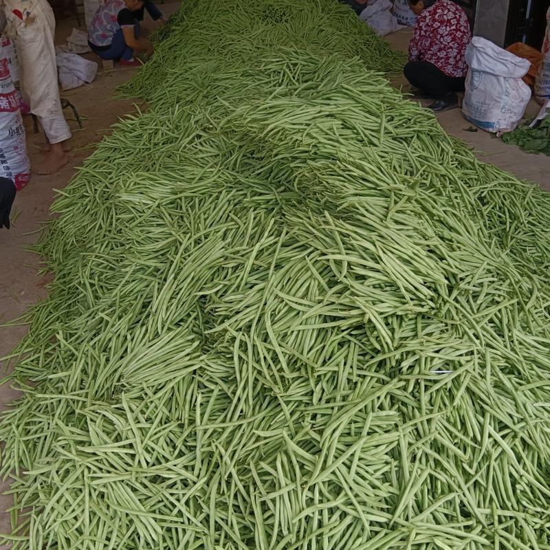 精品小金豆四季豆质量保证货源充足规格齐全全国发货