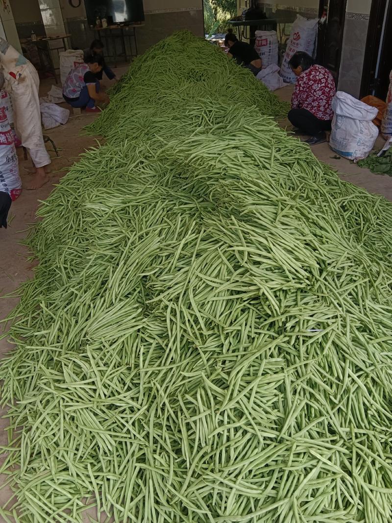 精品小金豆四季豆质量保证货源充足规格齐全全国发货